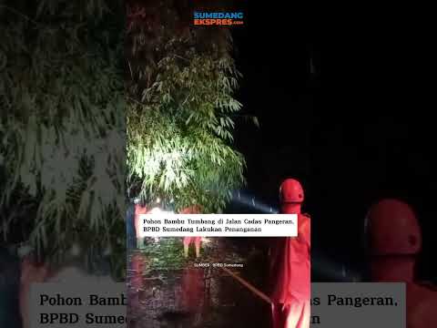 Pohon Bambu Tumbang di Jalan Cadas Pangeran, BPBD Sumedang Lakukan Penanganan