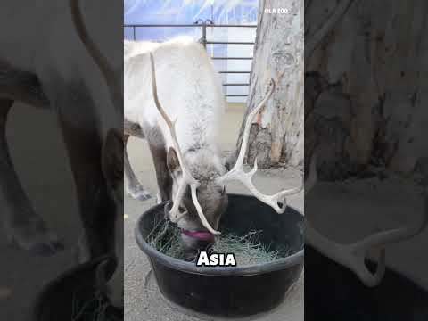 Where do reindeers live? #shorts #animals #animalkingdom #wildlife #arctic #reindeer