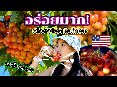 เก็บเชอรี่สีเหลืองทอง-35-กิโล- เก็บเชอรี่สีเหลืองทอง-35-กิโล-