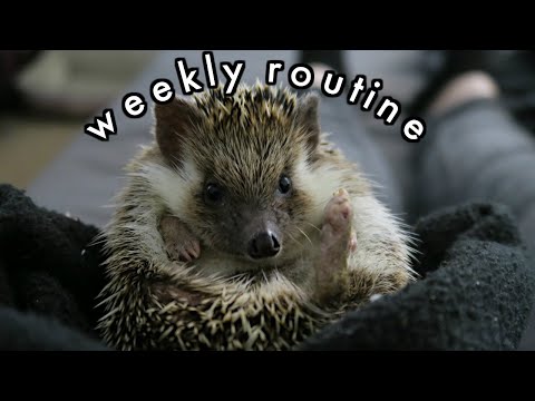 Prepping for a FULL Work Week || WEEKEND PREP