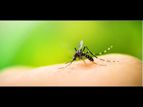 Se elevan las cifras de casos de Dengue