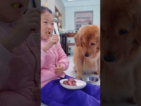 The dog’s eyes lit up when it saw the food.狗狗看到食物眼睛都亮了 #dog #pets #goldenretriever