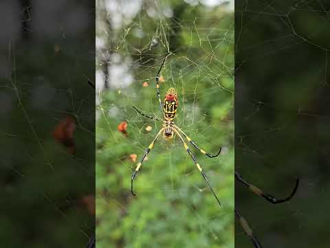 What kind of spider is it?