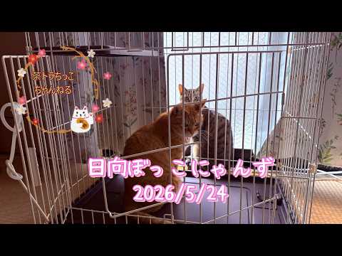日向ぼっこにゃんず＃cat＃cute＃cutecat＃बिल्ली＃Gatto＃Kedi＃고양＃猫＃猫好きさんと繋がりたい＃桜猫＃猫のいる暮らし＃猫のいる生活＃癒し