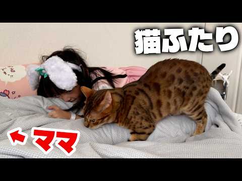 ママの脚にしがみついて離れない猫がふたり