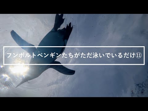猫の動画サムネイル - フンボルトペンギンたちがただ泳いでいるだけ⑪