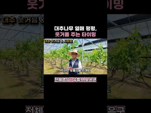 대추나무 열매 펑펑, 웃거름 주는 타이밍