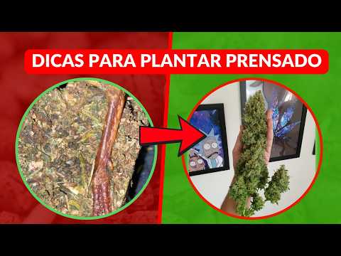 Dicas para plantar semente de prensado