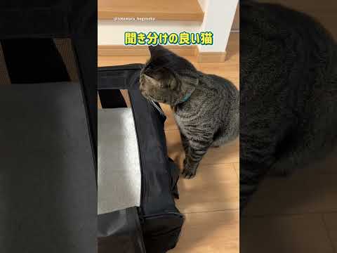 聞き分けの良い猫 #保護猫 #ととまる #cat