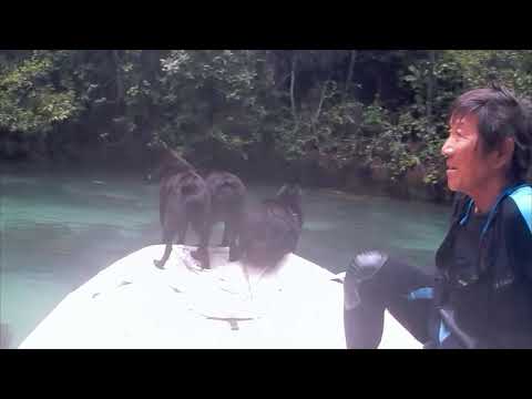Sailing Schipperkes explore Misool in Raja Ampat - Indonesia