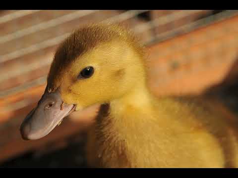 PODCAST | How to Care for Baby Ducks