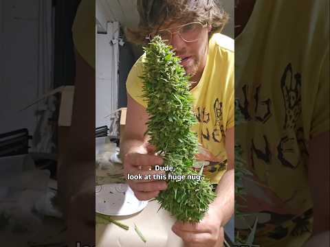 Hand-bucking a <strong>giant</strong> nug‼️