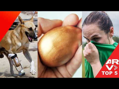 Lo Más Insólito: Prótesis para mascotas, hallan huevo dorado, denuncian olor insoportable