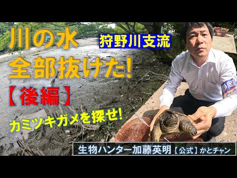 川の水、全部抜けた!?【後編】カミツキガメを捕獲!狩野川支流に大きな罠を設置!みんなで探そうカミツキガメ! Snapping turtle in Japan ≫生物ハンター加藤英明【 公式】かとチャン