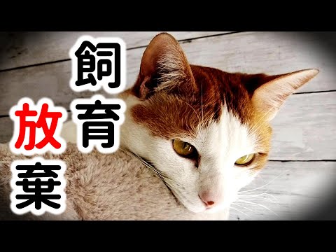 【多頭飼育崩壊】猫25匹虐待、119匹の死骸の事件について思うこと