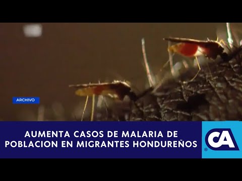 Una  alerta epidemiológica fue emitida por casos de malaria en la frontera de Honduras y Guatemala