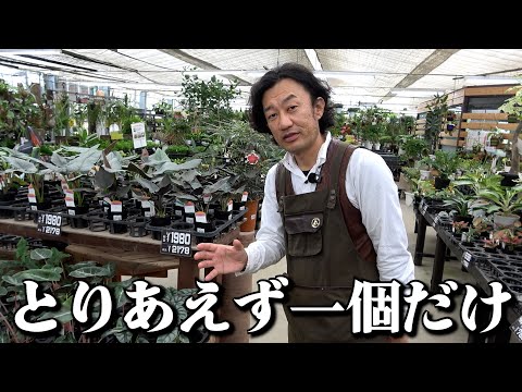 【買い物情報】観葉植物を買うと人生変わります【カーメン君】【園芸】【ガーデニング】
