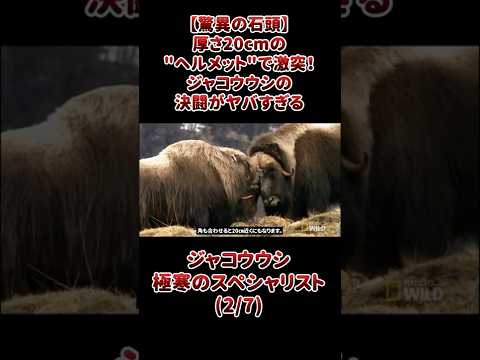 【驚異の石頭】厚さ20cmの"ヘルメット"で激突！ジャコウウシの決闘がヤバすぎる
