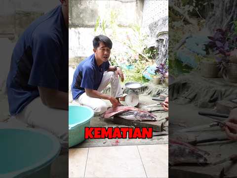 AKHIR PERJALANAN LEOPARD CATFISH MONSTER USIA 5 TAHUN