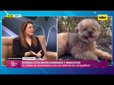 Interacción entre perros y humanos: cómo nuestros hábitos moldean la conducta canina