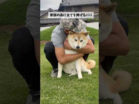 我が家の柴犬とハスキーがパパを大好きな理由#shorts #shortsvideo #柴犬 #シベリアンハスキー サムネイル