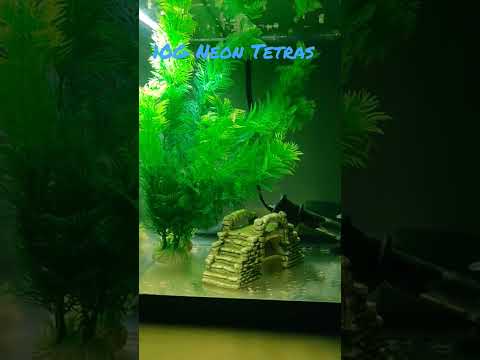 Tetra 5 is Alive! 5 Tiny neon tetras, in a little 10g. 

The title... iykyk 🤷‍♀️

We moved them here after th