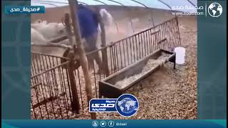 هذا والله الورطه