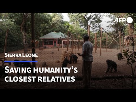 A life devoted to caring for Sierra Leone's chimpanzees | AFP