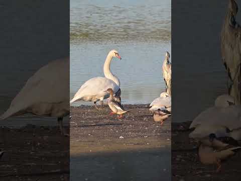Прогулянка пірникози #птахи #birds #природа