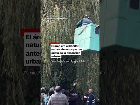 Así fue la captura de un puma salvaje en Chile
