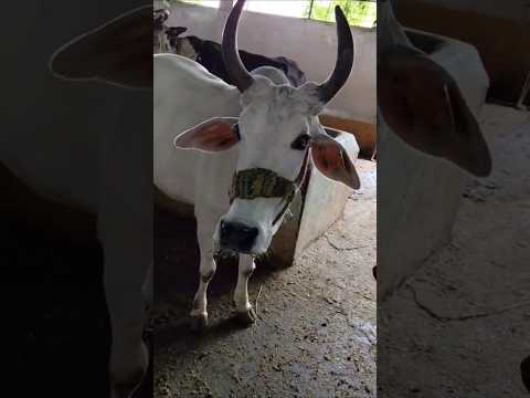 ISKCON उज्जैन में गौ माता की सेवा ❤️ | Divine Cow Care | #shorts