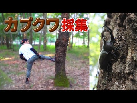 【リメイク】昼間でもカブトムシやクワガタがたくさん捕れる簡単な方法
