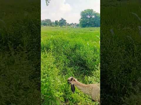 #folksong #song #viral #nature #trending #telugu #villagelife #agriculture #automobile #farming #tg