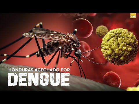 LA ENTREVISTA l El Dengue se ensaña contra la población Hondureña