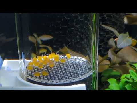 L183 Starlight Plecos Babies!!!! Headphone Warning 2 years in the making!!!!! Ughhhhhhhh it is absolute cuteness overload with these little wrigglers!!