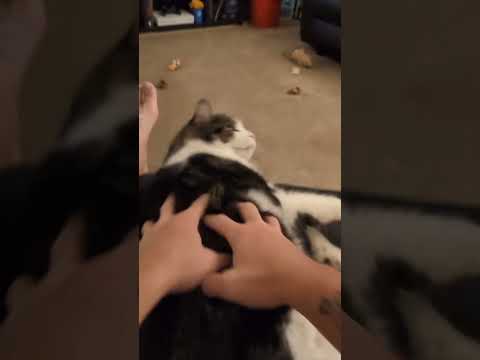 #viralcats #pestercats #catslove