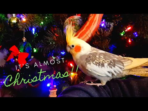 It's Almost Birb Christmas! When is Santa?