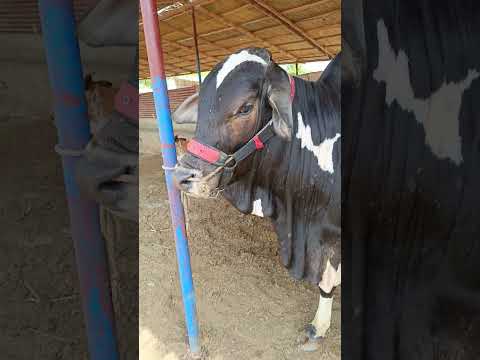 ABBASI CATTLE FARM #cowmandi2025 #maweshimandi2025 #shortfeed #shorts #allviralshorts #cowvedio