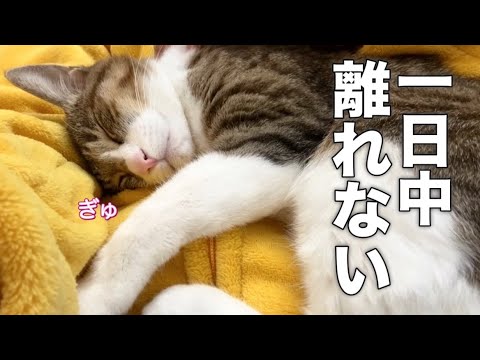 大好きなママのそばから離れない一日中べったりな甘えん坊猫w