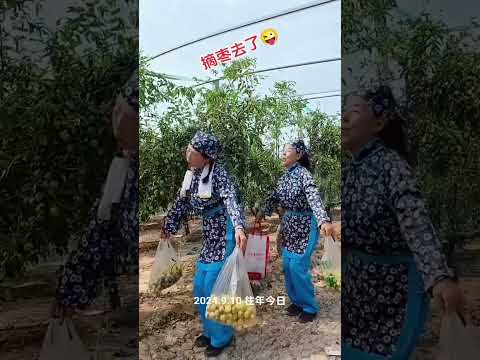 回忆摘枣的快乐时光#去年今日 DOU@网络小助手