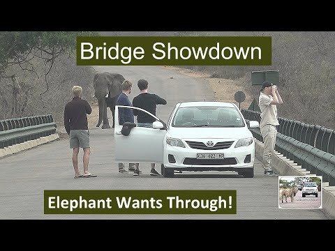 Standoff on the Olifants River Bridge: Elephant vs. Tourists