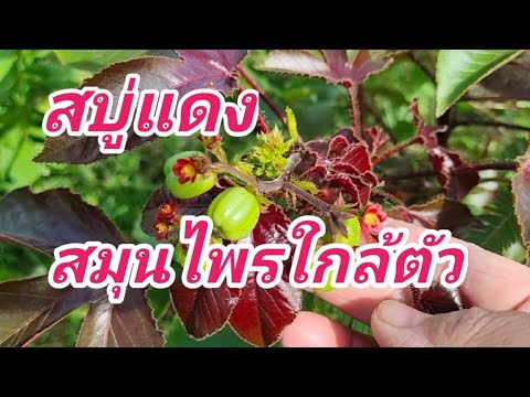ต้นสบู่แดงประโยชน์สรรพคุณแก้โร ต้นสบู่แดงประโยชน์สรรพคุณแก้โร