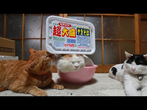 猫の動画サムネイル - うずまきLIVE配信？　放置？　朝まで？　2025年05月25日