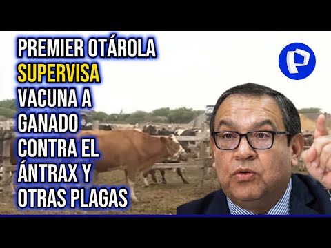 Chiclayo: Premier Otárola supervisa vacuna a ganado contra el ántrax y otras plagas (2/2)