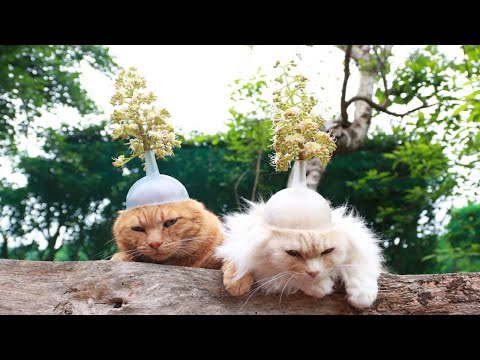 猫の動画サムネイル - 栃の花　のせ猫　250612