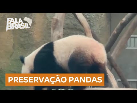 Conheça o maior centro de preservação de ursos pandas do mundo