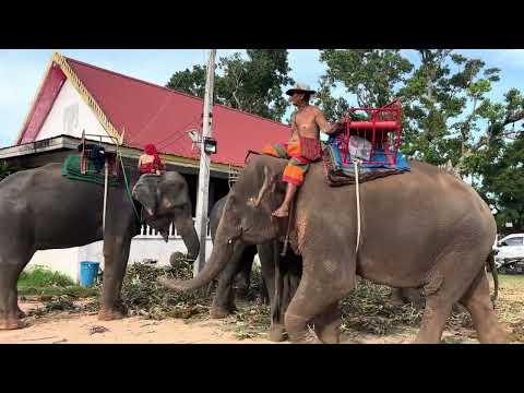 งานบวงสรวงใช้ช้างเป็นร้อยเชือก