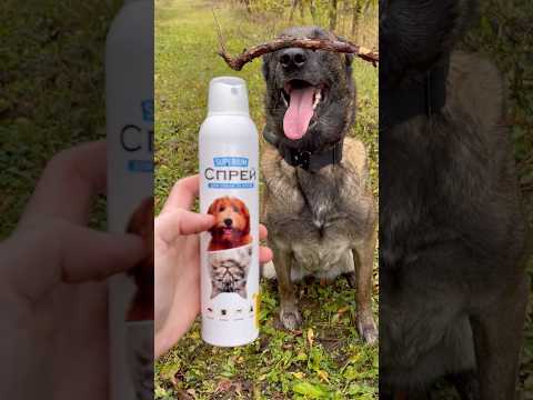 Осінь і прохолода не означають, що кліщі зникли. Будьте уважні!  #waudog #superium