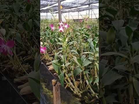 🙏 Beautiful #orchid farmhouse in bbsr💯💞