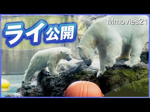 【公開初日】ホッキョクグマ「ライ」走り回りプールで遊ぶ!観覧には長蛇の列〜Polar Bear